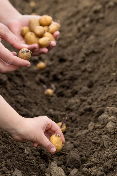 Niño Ayuda Mamá Plantar Papas Una Nueva Generación Con Nuevo —  Fotos de Stock