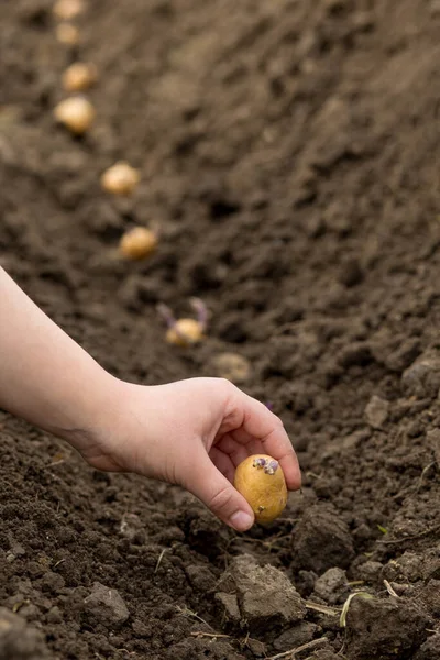 Hand Young Girl Plants Potatoes Sprouts Row — Stock Photo, Image