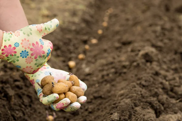 Hand Shows While Planting Potatoes Hands Holding Potatoes Sprouts Showing — Stock Photo, Image