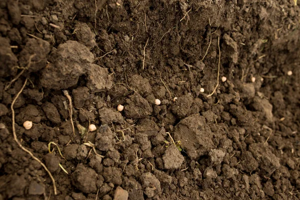 Difficulty Sowing Clayey Soils Processing Sowing Spring Royalty Free Stock Photos