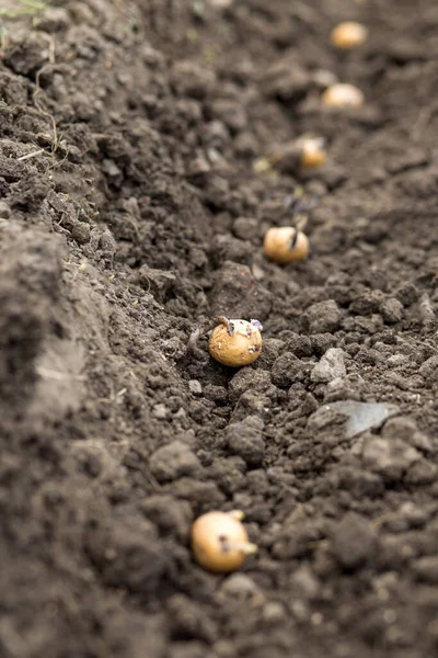 Worms Farmer Assistant Potato Sprouts Land Planted Row — Stock Photo, Image