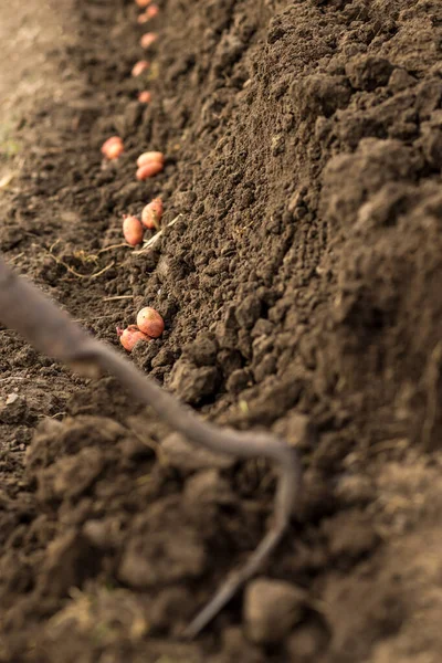 Planting Potatoes Row Seed Potatoes Grown Prepared Soil — Stock Photo, Image