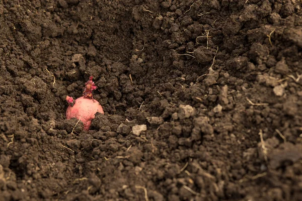 Saatkartoffeln Mit Pestiziden Und Fungiziden Behandelt Ein Loch Gesteckt Nahaufnahme — Stockfoto