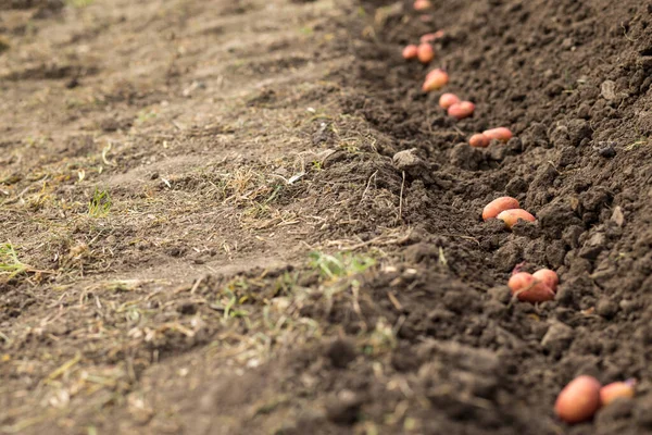 Fungicide Pesticide Treated Planting Potatoes Planted Potatoes Sprouts Row — Stock Photo, Image