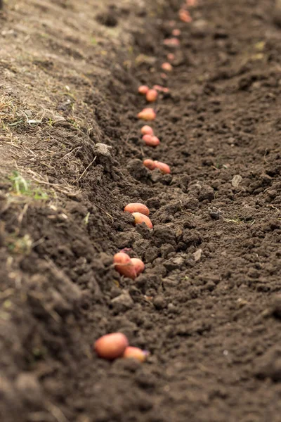 Potatoes Sprouts Treated Dressing Plant Fertile Soil — Stock Photo, Image