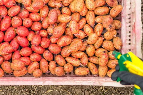 Processamento Batatas Com Molho Besouro Batata Colorado Antes Plantio — Fotografia de Stock