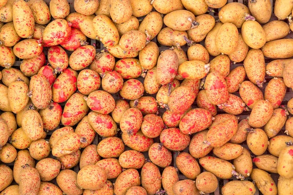Применение Пестицидов Фунгицидов Выращивании Картофеля Обработанная Семенная Картошка — стоковое фото