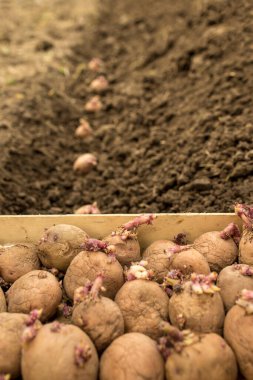 Yerdeki hazır sıraya yerleştirilmiş patatesler.