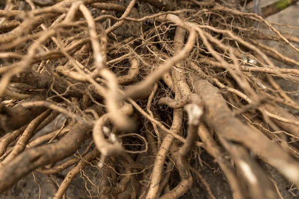 Enorme Sistema Radicular Fibroso Fechar Cavado Planta — Fotografia de Stock