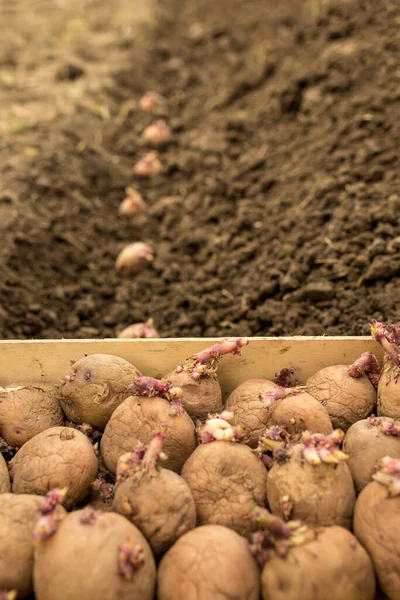 Plantando Batatas Embutidas Linha Preparada Chão — Fotografia de Stock