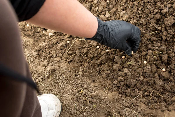 Hand Black Glove Seeding Chicken Peas Cultivated Soil — Stock Photo, Image