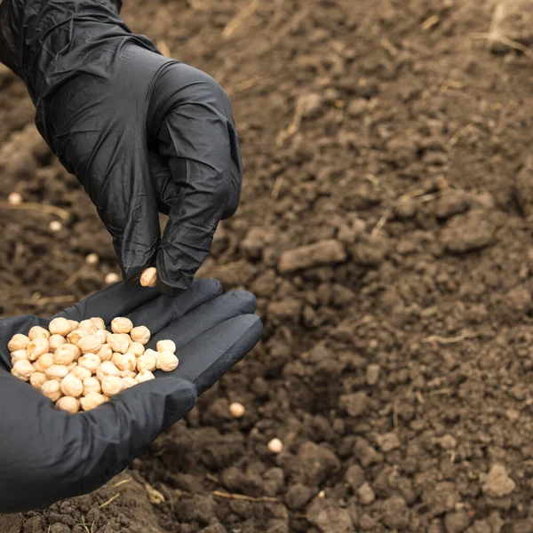 Hands Black Glove Seedind Seeds Chiken Peas Ground Copy Space Stock Photo