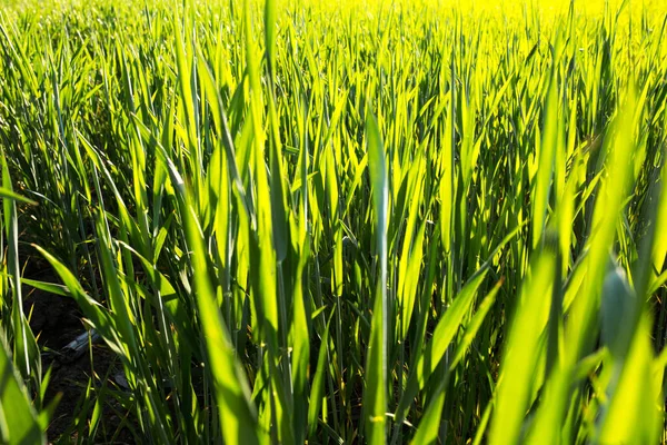 Junger Grüner Weizen Aus Nächster Nähe Auf Einem Feld Einem — Stockfoto