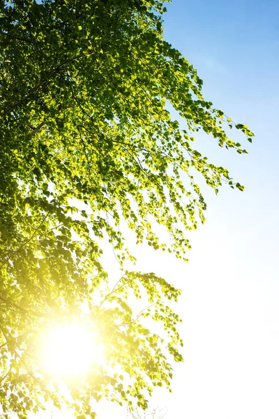 Gałęzie Brzozy Podczas Zachodu Słońca Przeciwko Błękitnemu Niebu — Zdjęcie stockowe