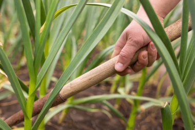 Bahçedeki garlik bitkileriyle ilgilen. Sebzeli yatakta yabani otlar..