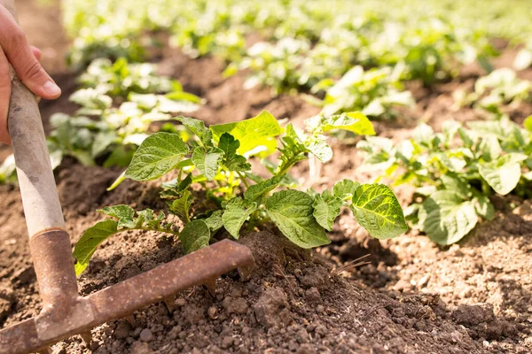 Hands Rake Earthing Potatoes Plants Field — Stock Photo, Image