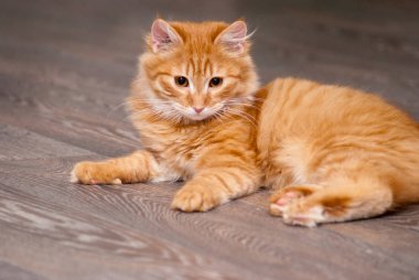 güzel zencefil yavru kedi