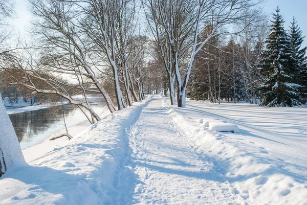 Snowy winter — Stock Photo, Image