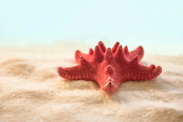Estrela-do-mar vermelha na areia com fundo bokeh embaçado — Fotografia de Stock
