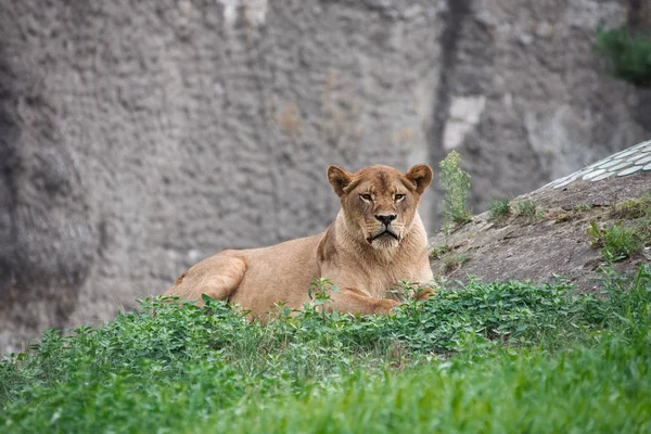 Άγριο κόκκινο θηλυκό λιοντάρι — Φωτογραφία Αρχείου