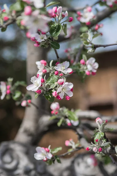 Bloeiende Appelboom Lentetuin — Stockfoto