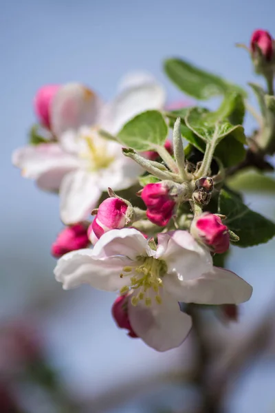Bloeiende Appelboom Het Voorjaar Tegen Een Blauwe Lucht — Stockfoto