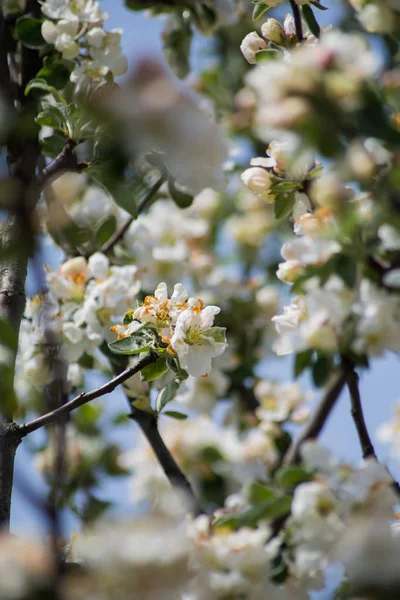 Bloeiende Appelboom Lentetuin Als Bloemige Achtergrond — Stockfoto