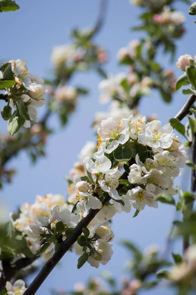 Bloeiende Appelboom Lentetuin — Stockfoto