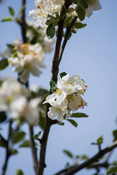 Bloeiende Appelboom Lentetuin — Stockfoto