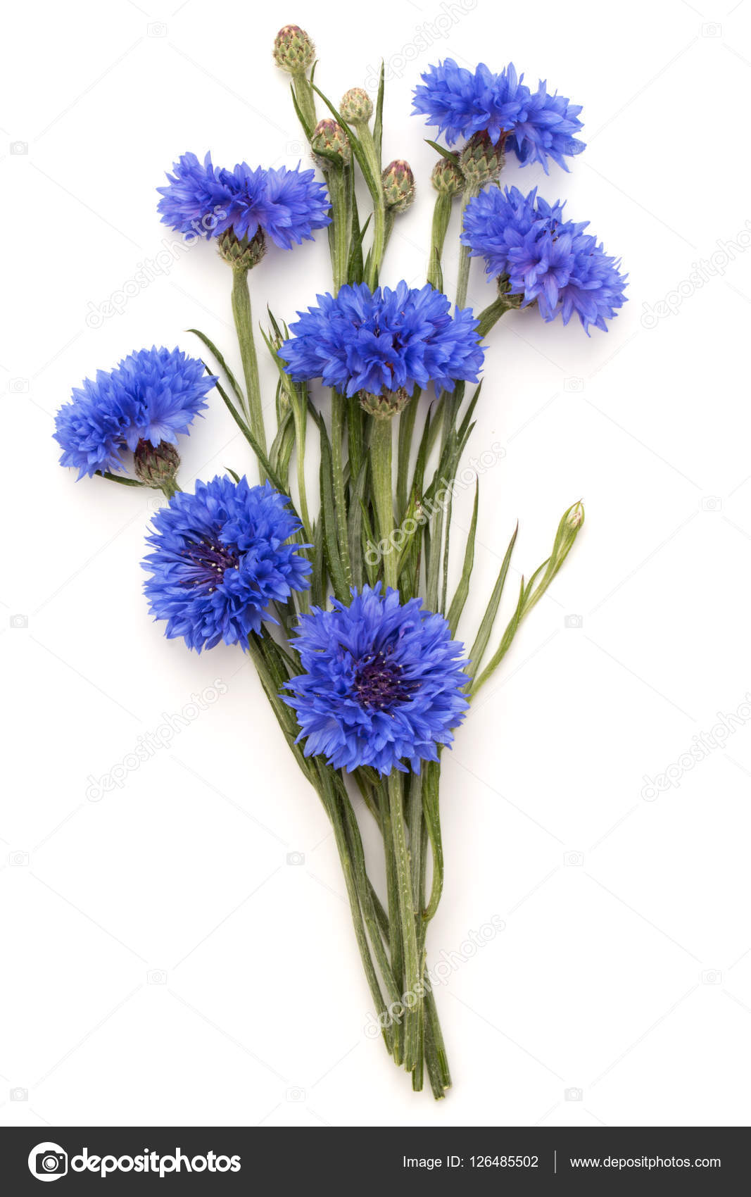 Blue Cornflower bouquet isolated Stock Photo by ©natika 126485502