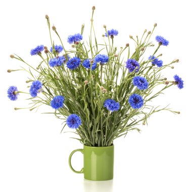 Mavi Cornflower buketi izole 