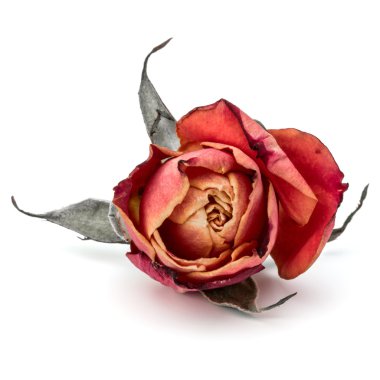 kurutulmuş gül çiçeği baş izole 