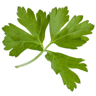 Taze maydanoz yaprağı