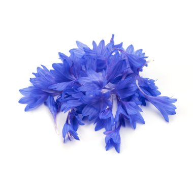 Mavi Cornflower çiçek yaprakları