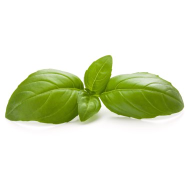 Tatlı fesleğen ot izole yaprakları