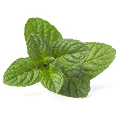 Taze nane ot izole yaprakları