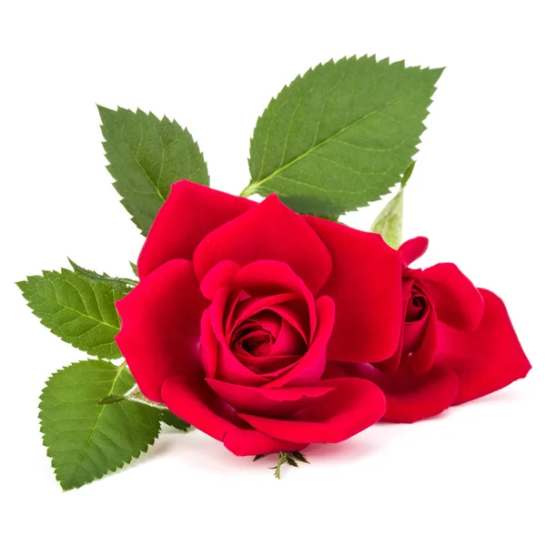 Red rose flowers isolated — Stock Photo, Image