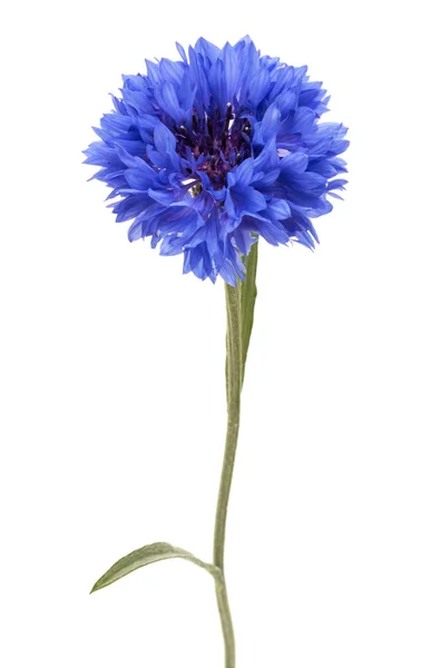 Fiore di fiordaliso blu — Foto Stock