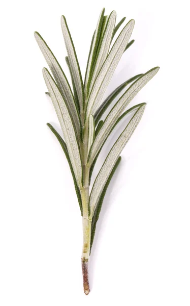 로즈마리 허브 향신료 잎 고립 — 스톡 사진