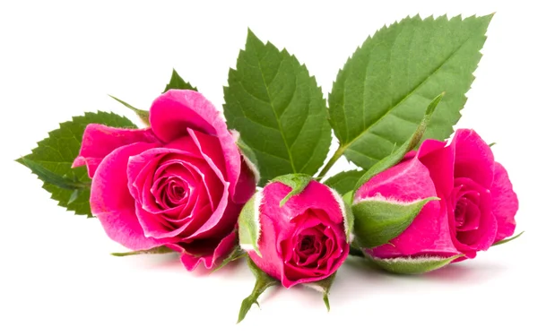 Ροζ τριαντάφυλλο λουλούδια απομονωθεί — Φωτογραφία Αρχείου