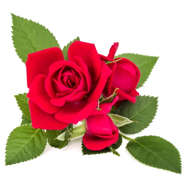 Rote Rosenblüten isoliert — Stockfoto