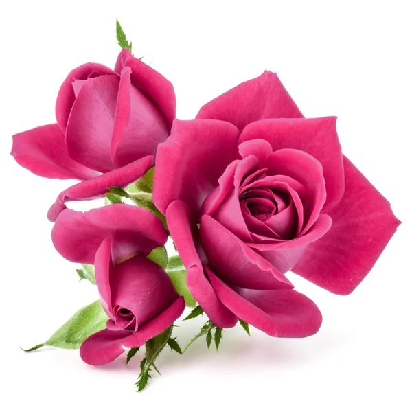 Rose rose fleurs isolées — Photo