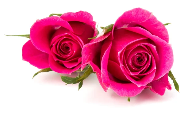 Rosa rosa fiori isolati — Foto Stock