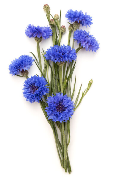Изолированный букет голубого василька
 