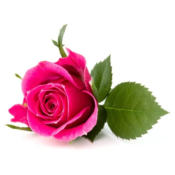 Pink rose flower head isolated — Stock Photo, Image