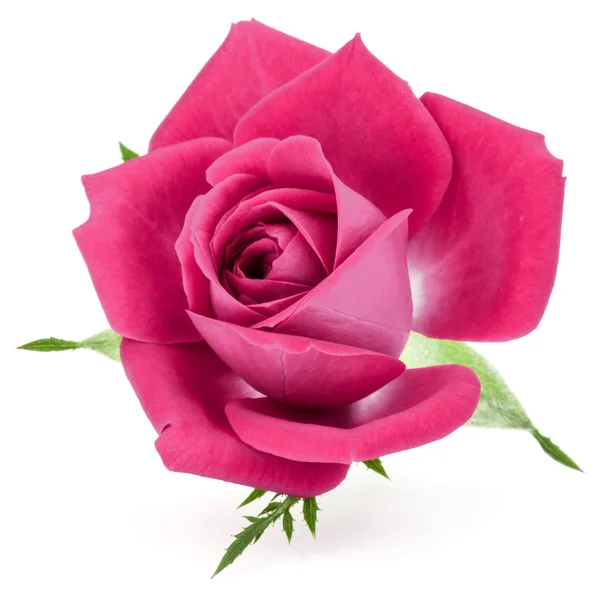 Głowa kwiat na białym tle różowy Róża — Zdjęcie stockowe
