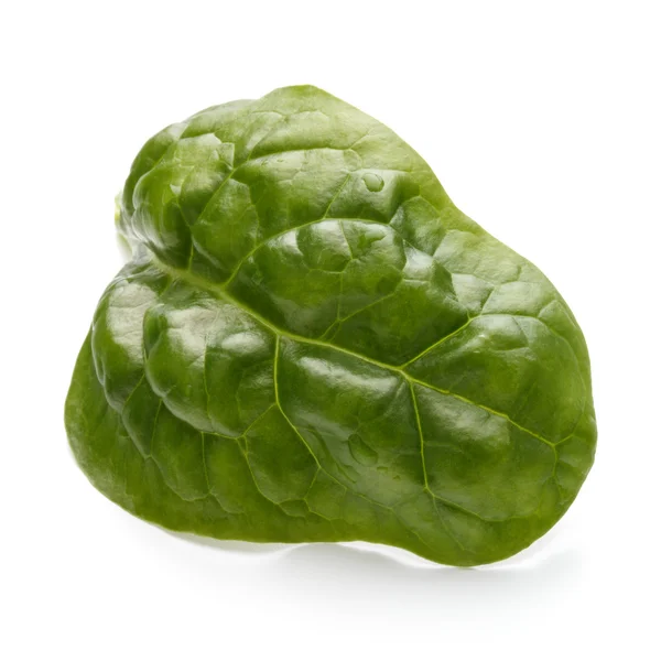 Baby spinach leaf isolated — Stock Photo, Image