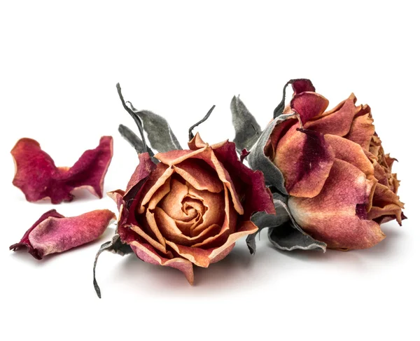 Isolerte tørkede roseblomster – stockfoto