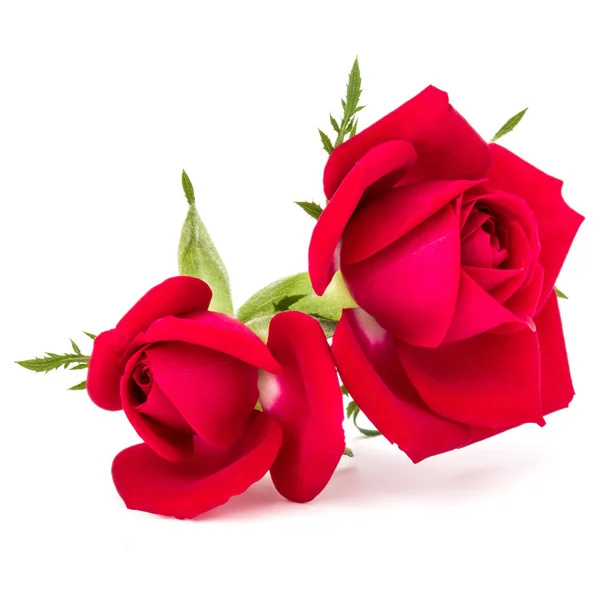 Czerwone kwiaty Róża na białym tle — Zdjęcie stockowe