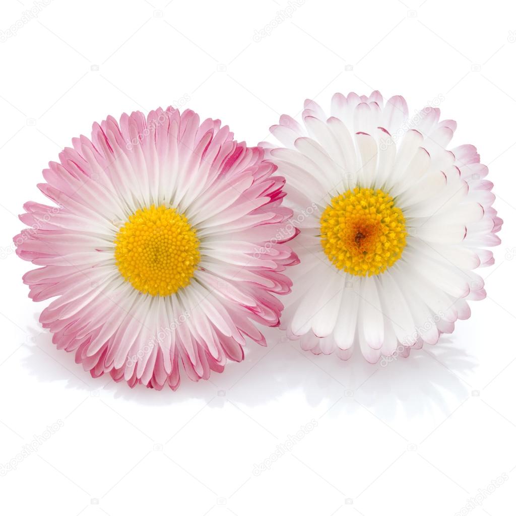 Beautiful daisy flowers isolated